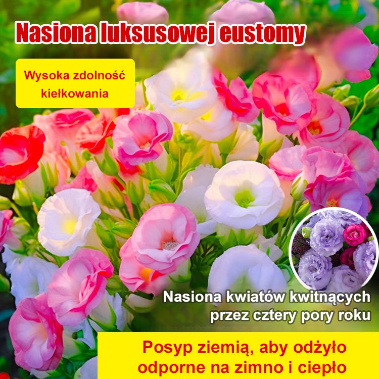 [Kwitnie nawet podczas mroźnej zimy] Nasiona lisianthus najwyższej jakości