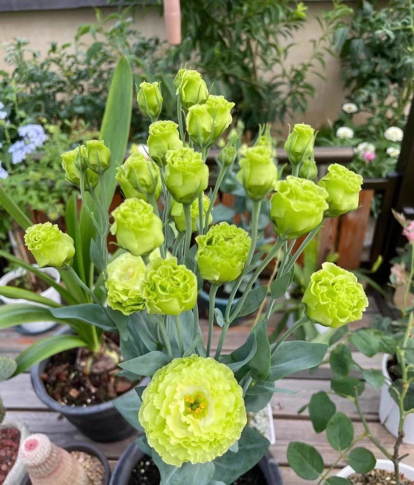 [Kwitnie nawet podczas mroźnej zimy] Nasiona lisianthus najwyższej jakości