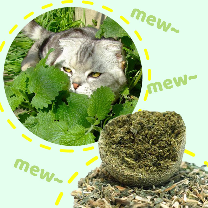 Giant Catnip Ball | Spraw, by Twój kot ją pokochał!